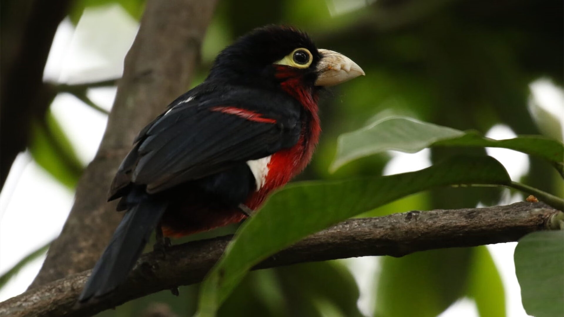 德甲持续优化俱乐部财政管理，保障长期发展，德甲会员制俱乐部