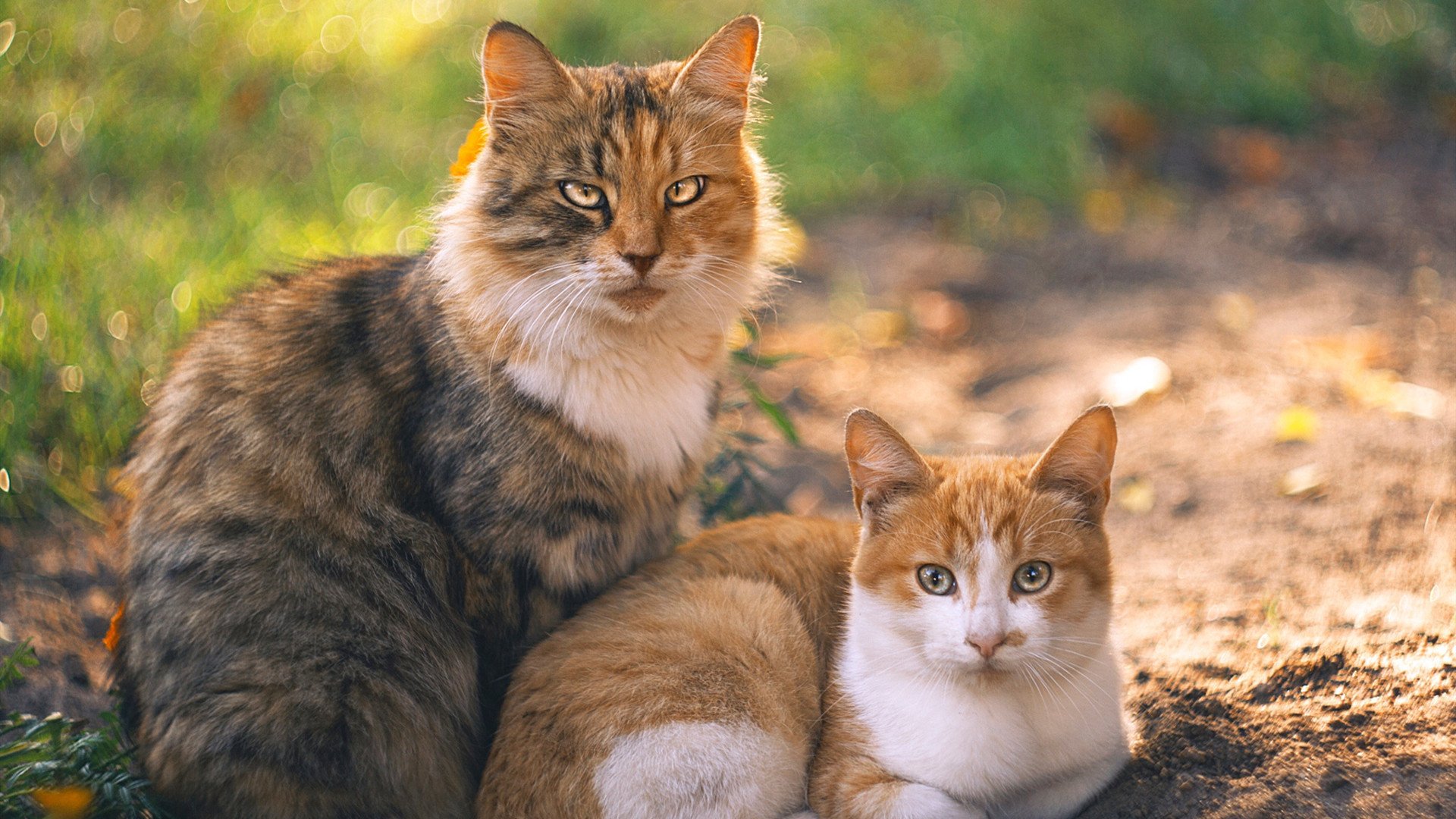 德甲持续优化俱乐部财政管理，保障长期发展，德甲会员制俱乐部