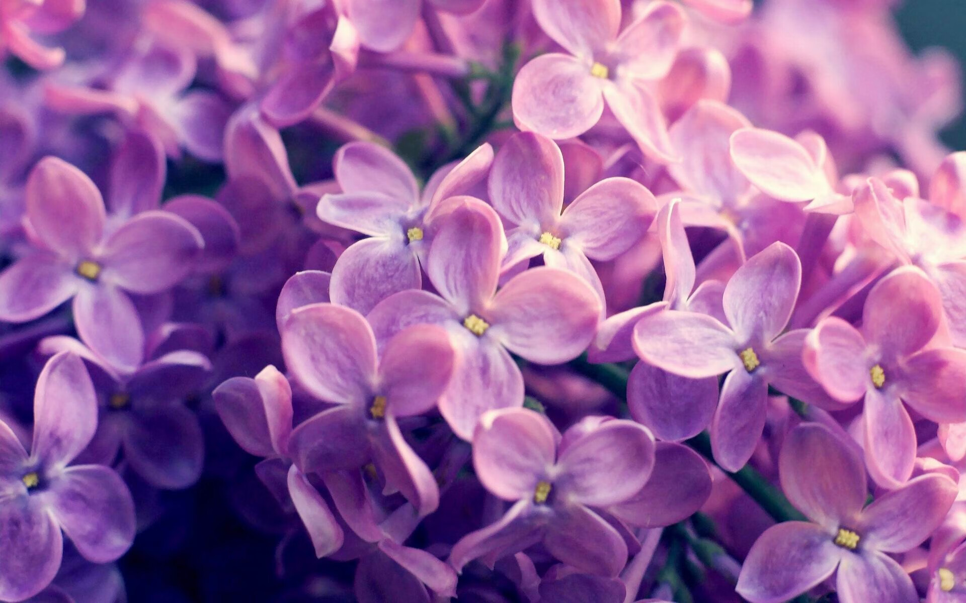 开云体育网页版入口-技艺展示：明星球员的篮球绝技，明星 篮球